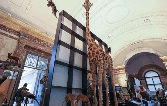 Read more about the article Belgium’s controversial Africa Museum reopens after 5-year overhaul