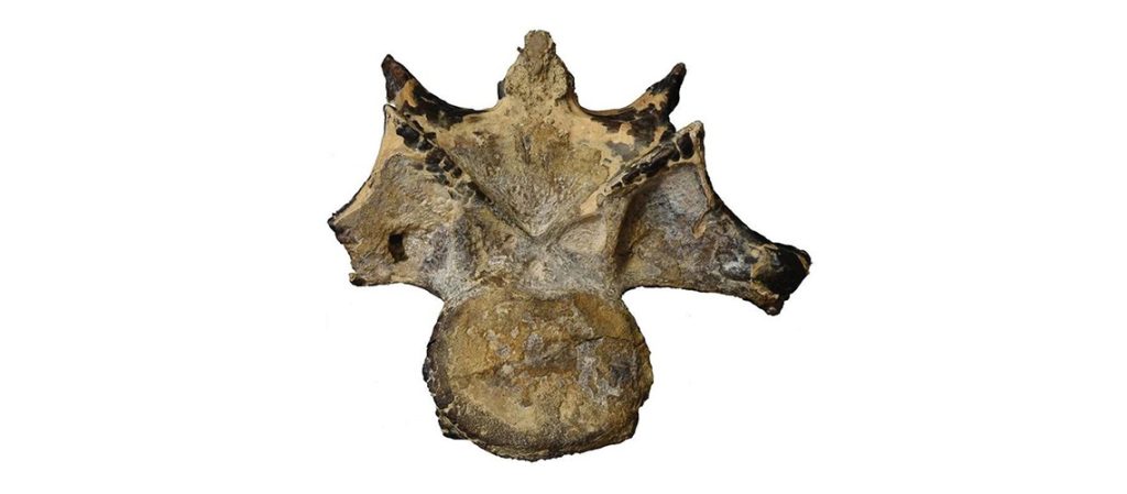 Dinosaur fossil found in Egypt